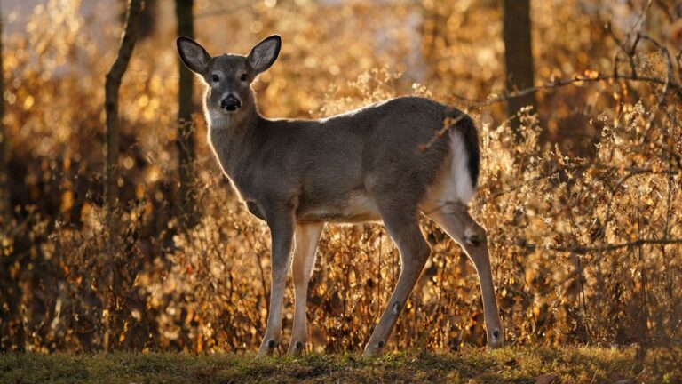 Read more about the article Wildlife Encounters: Embracing Nature’s Creatures in the Pocono Mountains